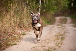 What are the penalties for allowing dangerous animals to run at large in michigan